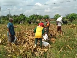 Dukung Ketahanan Pangan, Babinsa Koramil Sukorejo Bantu Panen Jagung di Sawah Milik Warga Binaannya