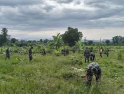 Wujudkan Hanpangan,Anggota Kodim 1409/Gowa Laksanakan Perawatan Tanaman Pisang Cavendish