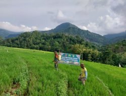 Dukung Ketahanan Pangan Terpadu Koramil 1409-07/Tompobulu Bekerjasama Dengan Masyarakat di Wilayah