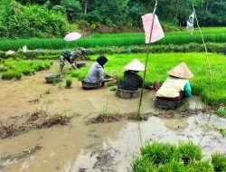 Bantu Wujudkan Program Ketahanan Pangan Di Wilayah, Babinsa Koramil 07/Tompobulu Setia Dampingi Petani