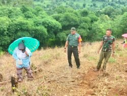 Dukung Penguatan Pangan Babinsa Parangloe Dampingi Petani Jagung