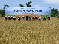 Dukung Ketahanan Pangan, Danramil 1409-06/Bajeng Hadiri Panen Raya Padi Gapoktan Harapan Jaya