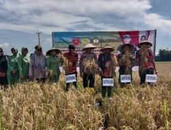 Dukung Ketahanan Pangan,Dandim 1409/Gowa Panen Raya Padi Di Wilayah Gowa