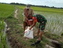 Babinsa Turun Langsung Kesawah Dampingi Petani Mengecek Pertumbuhan Tanaman Padi