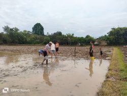 Babinsa Koramil 03 Bontomaranu Dampingi Petani Untuk Meningkatkan Ketahanan Pangan