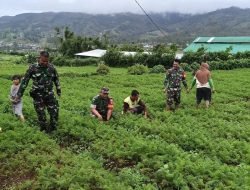 Babinsa Bantu Petani Rawat Kebun Sayur Untuk Sukseskan Ketahanan Pangan