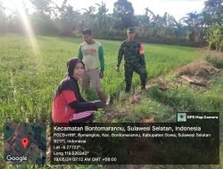 Bersama PPL,Sertu Ramalang Pantau Pertumbuhan Tanaman Padi