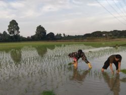 Bantu Petani Tanam Padi, Ini Cara Babinsa Turut Meningkatkan Ketahanan Pangan