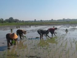 Babinsa 05 Pallangga Turun ke Sawah, Bantu Petani Tanam Padi