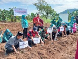 Wujudkan Ketahanan Pangan, Babinsa Bersama Tripilar Tanam Cabai, Pisang, dan Pohon Pelindung