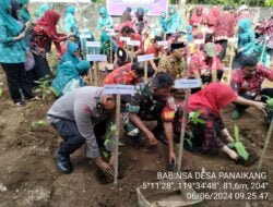 Babinsa Koramil 03 Bontomarannu Bersama Tripika Tanam Cabai, Pisang, dan Pohon Pelindung