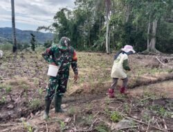 Jaga Ketahanan Pangan, Babinsa Kodim 1409/Gowa Bantu petani Pemupukan Jagung