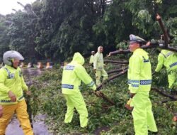 Satlantas Polres Pelabuhan Makassar Sigap Bersihkan Pohon Tumbang Akibat Angin Hujan Deras