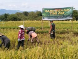 Sambut Hari Juang TNI AD Ke-79 Kodim 1409/Gowa Gelar Panen Panen Raya Bersama Poktani Binaan