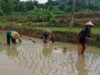 Dukung Ketahanan Pangan Wilayah, Babinsa Kodim 1409/Gowa Bantu Petani Tanam Padi