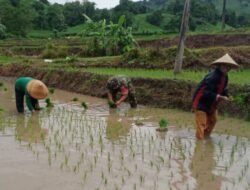 Dukung Ketahanan Pangan Wilayah, Babinsa Kodim 1409/Gowa Bantu Petani Tanam Padi