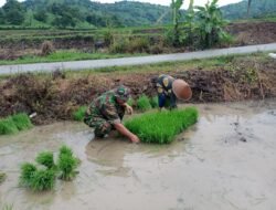 Bantu Petani Mencabut Bibit Padi, Babinsa Kodim 1409/Gowa Terjun Langsung Ke Sawah