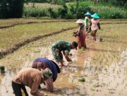 Babinsa Kodim 1409/Gowa Bantu Petani Tanam Padi, Wujud Kemanunggalan TNI-Rakyat