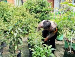 Bhabinkamtibmas Pattunuang Pantau Program Ketahanan Pangan, Panen Cabai dan Sayuran Jadi Bukti Nyata