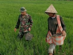 Babinsa Koramil 1409-08/Bontonompo Membantu Kelompok Petani Lakukan Pemupukan Padi
