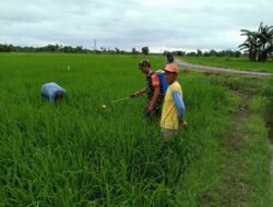 Babinsa Kodim Gowa Bantu Kelompok Petani Lakukan Pemupukan Padi