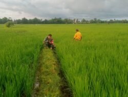 Babinsa Koramil Bontonompo Bantu Petani Bersihkan Gulma
