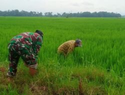 Wujudkan Swasembada Pangan, Babinsa Kodim Gowa Bantu Petani Bersihkan Rumput dan Gulma