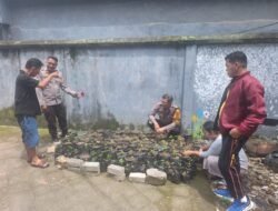 Pekarangan Jadi Sumber Gizi, Satbinmas Polres Pelabuhan Makassar Monitoring Pembibitan Cabai