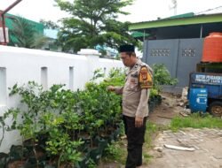 Dari Pekarangan ke Piring: Inisiatif Bhabinkamtibmas Pulau Kodingareng Wujudkan Ketahanan Pangan