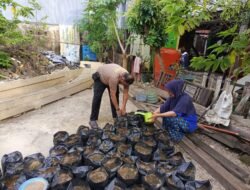 Pangan Terjaga! Bhabinkamtibmas Dampingi Warga Pindah Bibit Cabai dan Terong