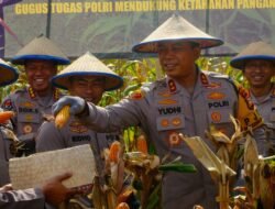 Kapolda Sulsel Hadiri Panen Jagung Program Ketahanan Pangan di Kabupaten Wajo