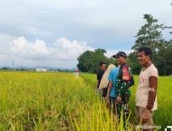 Babinsa Koramil 03/Bontomarannu Bersama PPL Pantau Perkembangan Padi