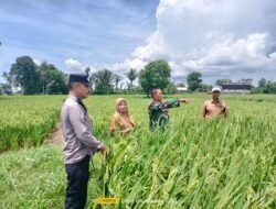 Babinsa Koramil 1409-05/Pallangga Aktif Dampingi Petani Lakukan Pemeliharaan Tanaman Padi