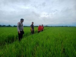Babinsa Koramil 08 Bontonompo Laksanakan Pendampingan Peninjauan Tanaman Padi