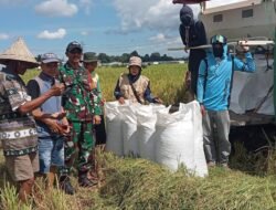 Babinsa Koramil 1409-03/Bontomarannu Dampingi Petani Panen Padi 