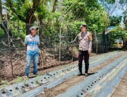 Bhabinkamtibmas Desa Topejawa Dukung Ketahanan Pangan dengan Monitoring Pertanian Warga