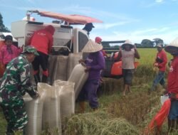Babinsa Koramil 05/Pallangga Melaksanakan Pendampingan Serap Gabah Petani Bersama Bulog dan PPL