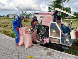 Serap Gabah ke Bulog, Babinsa Koramil 1409-05/Pallangga Dampingi Panen Padi