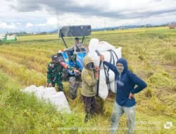 Babinsa Koramil 03 Bontomarannu Melaksanakan Pendampingan Serap Gabah Petani Bersama Bulog dan PPL