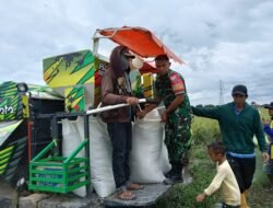 Babinsa Koramil 1409-08/Bontonompo Pendampingan Giat Serap Gabah Petani Oleh Tim Bulog