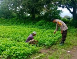 Bhabinkamtibmas Desa Sawakung Beba Kunjungi Pekarangan Bergizi Warga Binaan