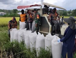 Babinsa Timbuseng Koramil 1409-03/Bontomarannu Bersama Bulog, Serap Gabah Petani