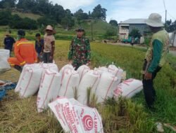 Babinsa Koramil 1409-07/Tompobulu Dampingi Bulog Serap Gabah Petani di Desa Taring