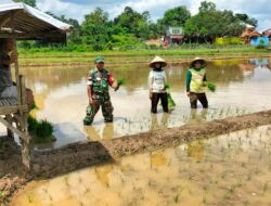 Tingkatkan Ketahanan Pangan, Babinsa Koramil 1409-05/Pallangga Bantu Petani Tanam Padi