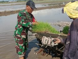 Babinsa Ramil 1409-06/Bajeng Bantu Petani Tingkatkan LTT Padi di Desa Bontosunggu
