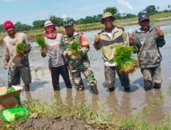 Tingkatkan Ketahanan Pangan, Babinsa Desa Tangkebajeng Bantu Petani Tanam Padi
