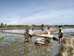 Babinsa Dampingi Petani Menggunakan Alat Mesin Tanam Padi
