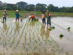 Dukung Percepatan Luas Tambah Tanam, Babinsa Ramil 1409-06/Bajeng Aktif Dampingi Petani Tanam Padi