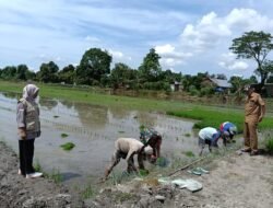 Babinsa Ramil 1409-08/Bontonompo Lakukan Pendampingan LTT di Persawahan Poktan Julupa’mai