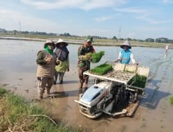 Demi Tercapainya Swasembada Pangan, Babinsa Ramil 1409-05/Pallangga Aktif Lakukan Pendampingan LTT